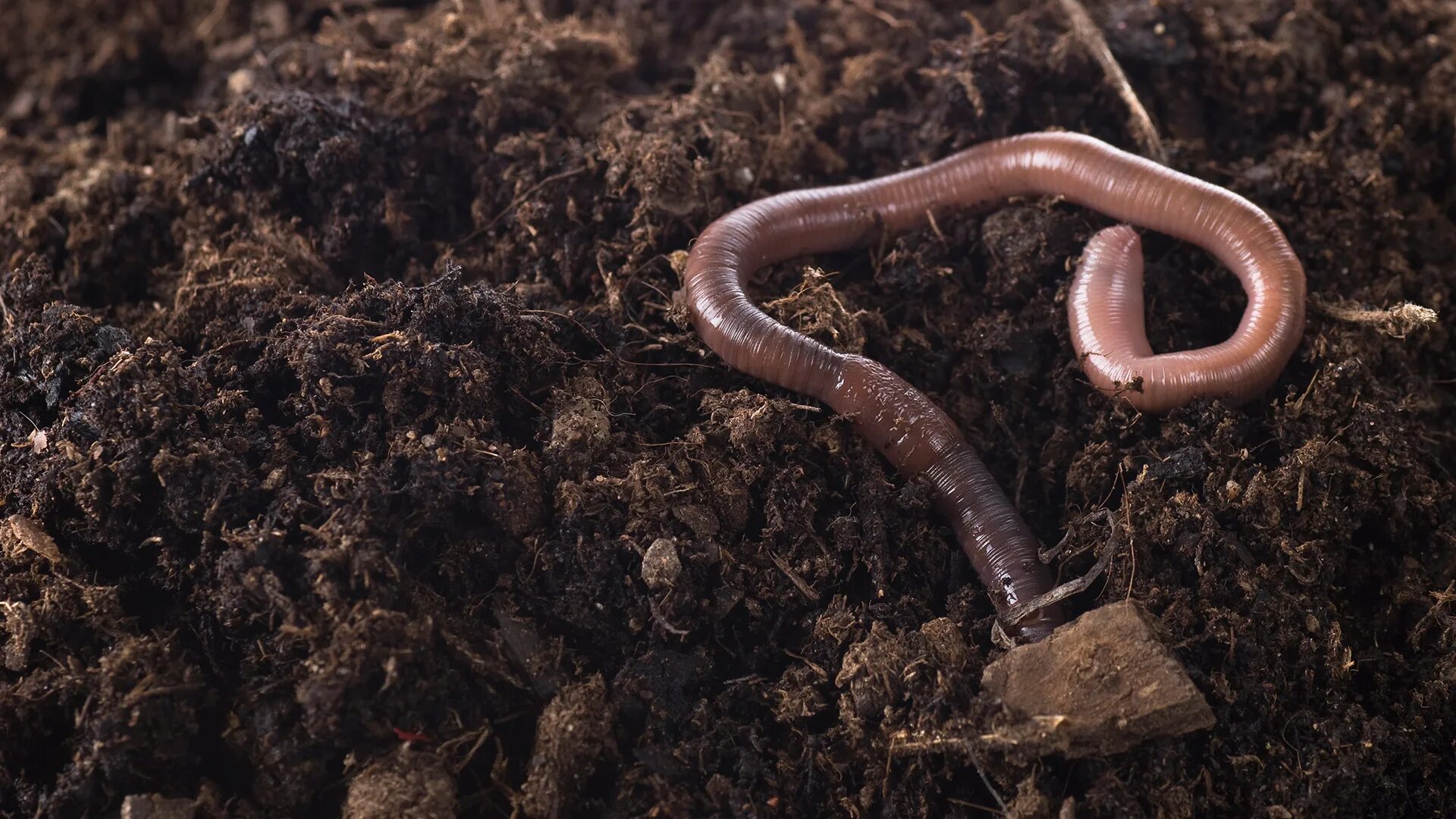 Червь нематода земляной. Питание дождевых червей листовым опадом. Питание дождевых червей листовым опадом. Обыкновенный дождевой червь. Дождевые черви биоиндикаторы.