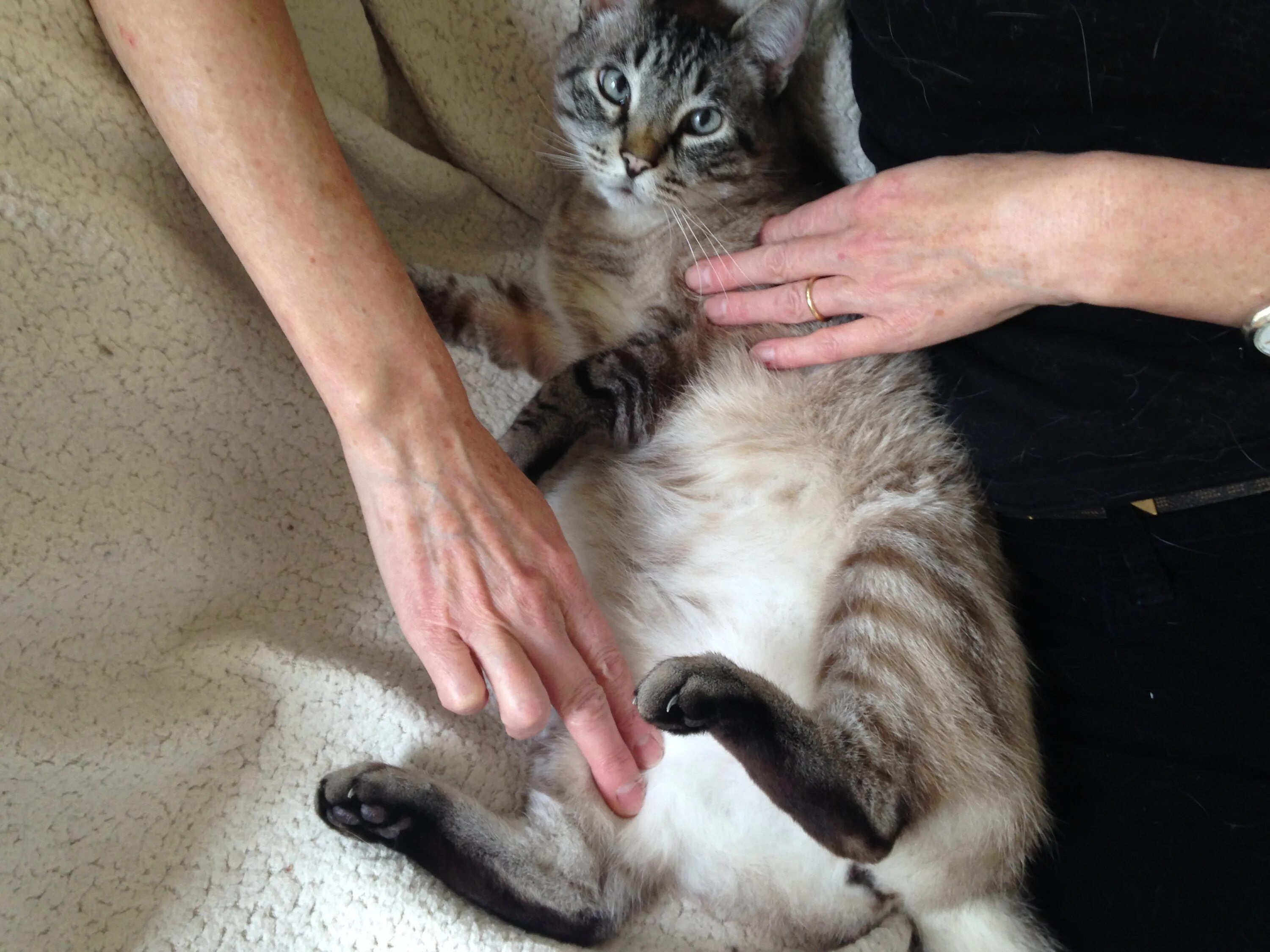 Сердцебиение у котят. Измерение пульса у кошек. измерение пульса у животных. пульс у котят.