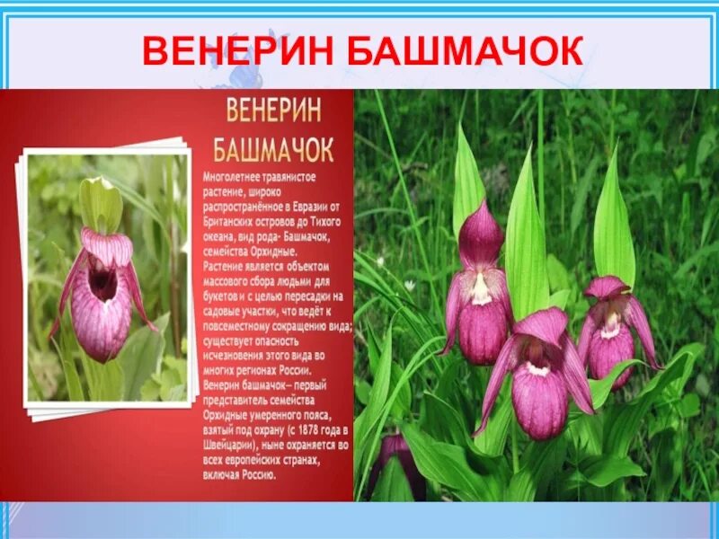 В какой природной зоне растет венерин башмачок. Венерин башмачок удмуртия. цветы удмуртии занесенные в красную книгу. редкие растения удмуртии занесенные в красную книгу. растения красной книги удмуртии.