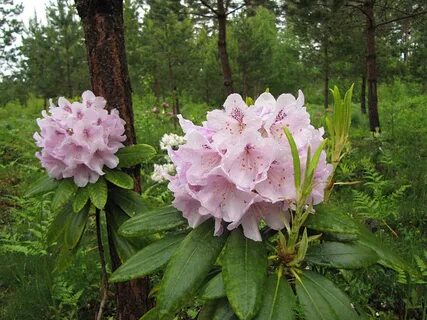 Рододендрон хельсинки