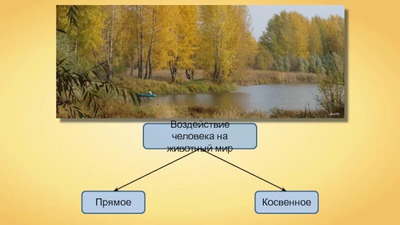 Прямое влияние человека. Прямое влияние человека. Влияние человека на животных. Косвенное воздействие человека на животных. Воздействие человека на природу.