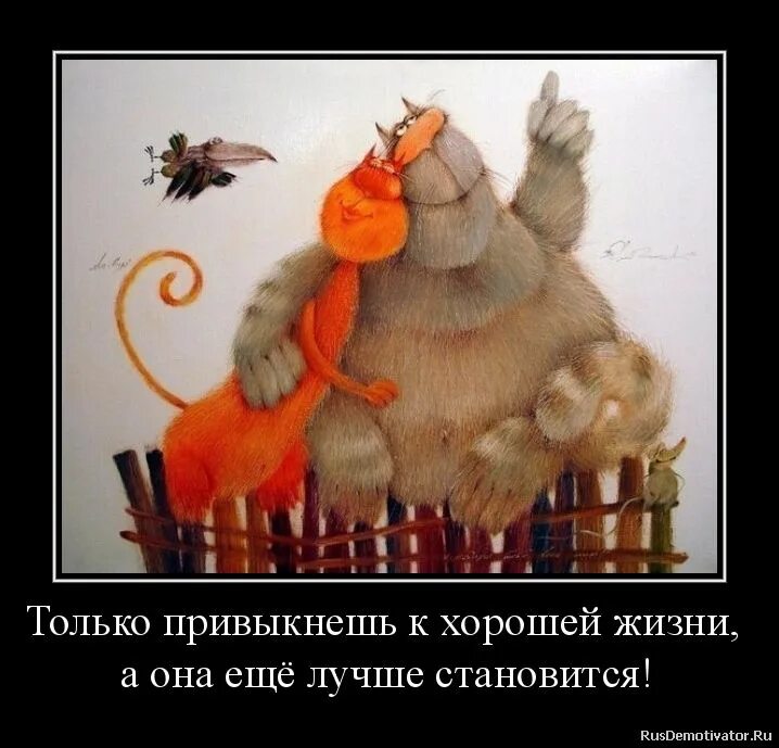 Как тут привыкнешь. Только привыкнешь к хорошей жизни а она ещё лучше становится. открытки мотиваторы. мотиваторы смешные. открытки мотиваторы с юмором.