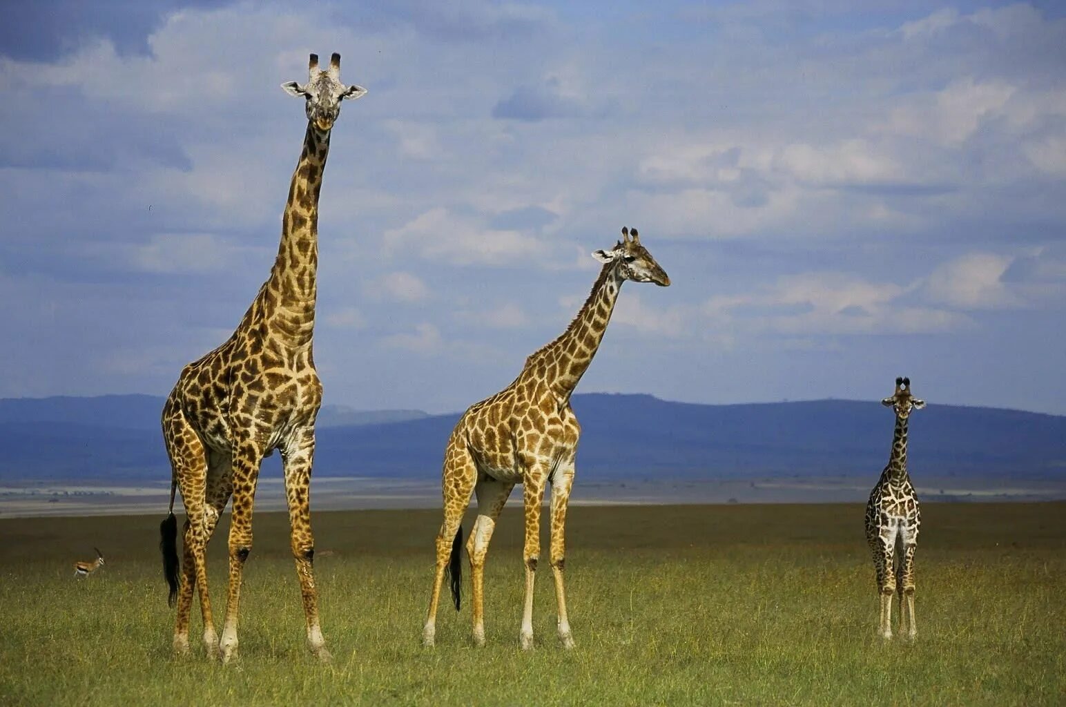 Tall low. Tall картинка. Жираф семья. Big Giraffe. Tall Taller the Tallest.