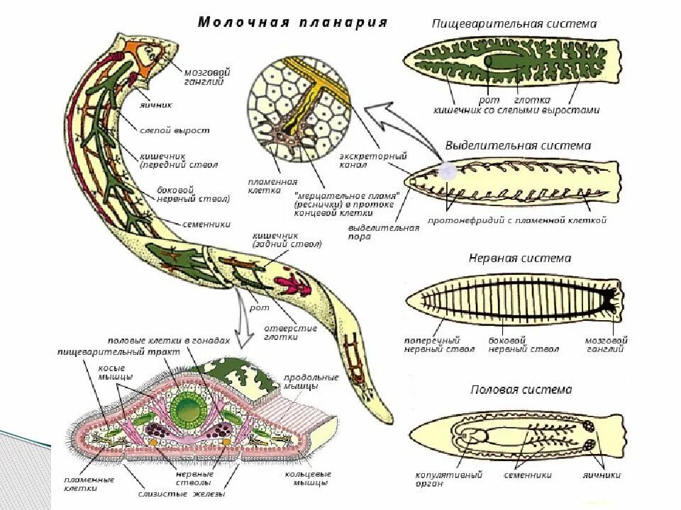 Развитие систем органов у червей. Схема строения плоского червя. Схема внутреннего строения плоских червей. Схема внутреннего строения планарии. Строение молочной планарии.