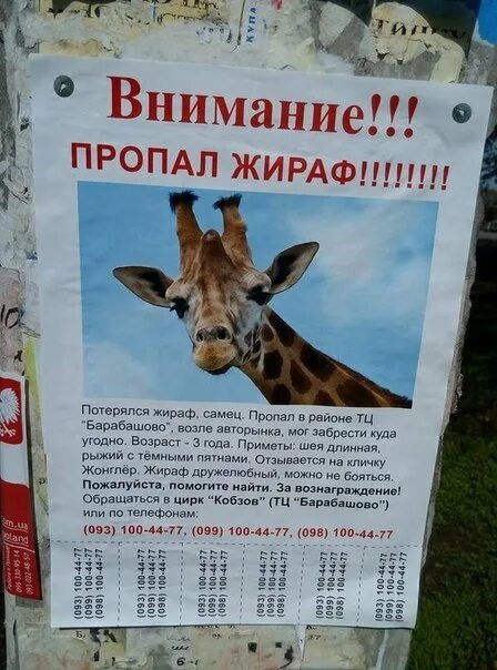 Объявления о животных. Объявления о пропаже животных. смешные объявления о пропаже животных. объявление о пропаже коровы. смешные объявления о пропавших животных.