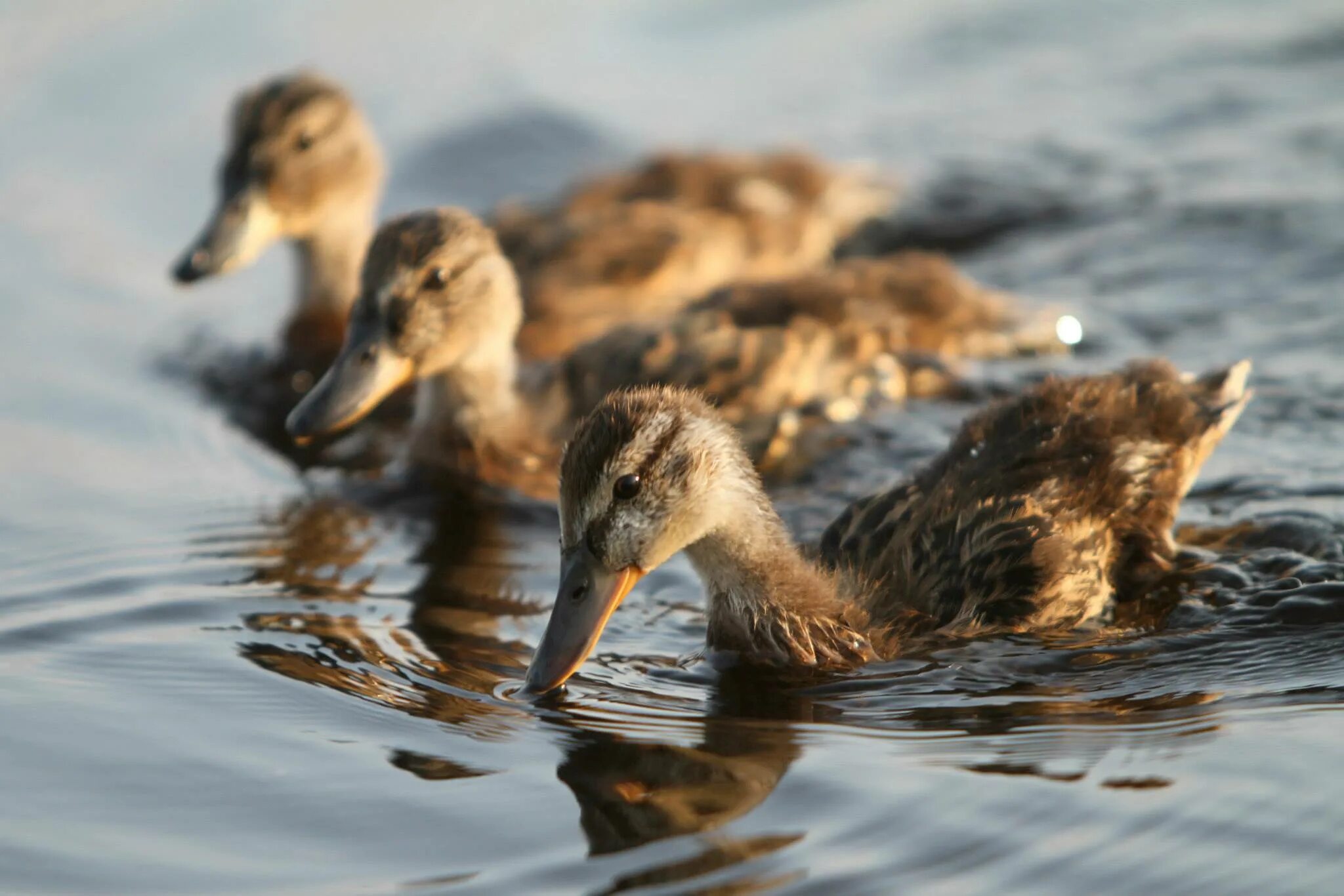 Ути мульти. Дейзи дак. Утка с утятами для детей. Дисней дейзи поночка. Рано рано утречком вышла мама уточка.