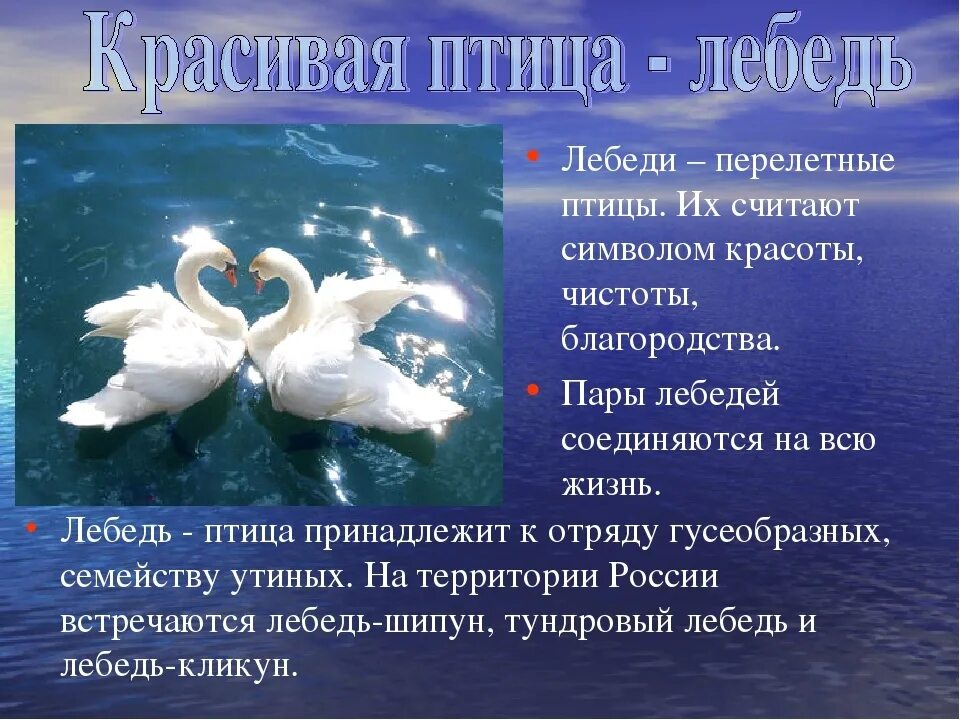 Лебедь описание 4 класс литературное чтение. Рассказ о лебеде. Факты о лебедях. Описание лебедя.