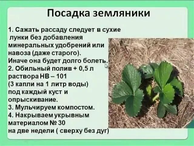 Клубника расстояние