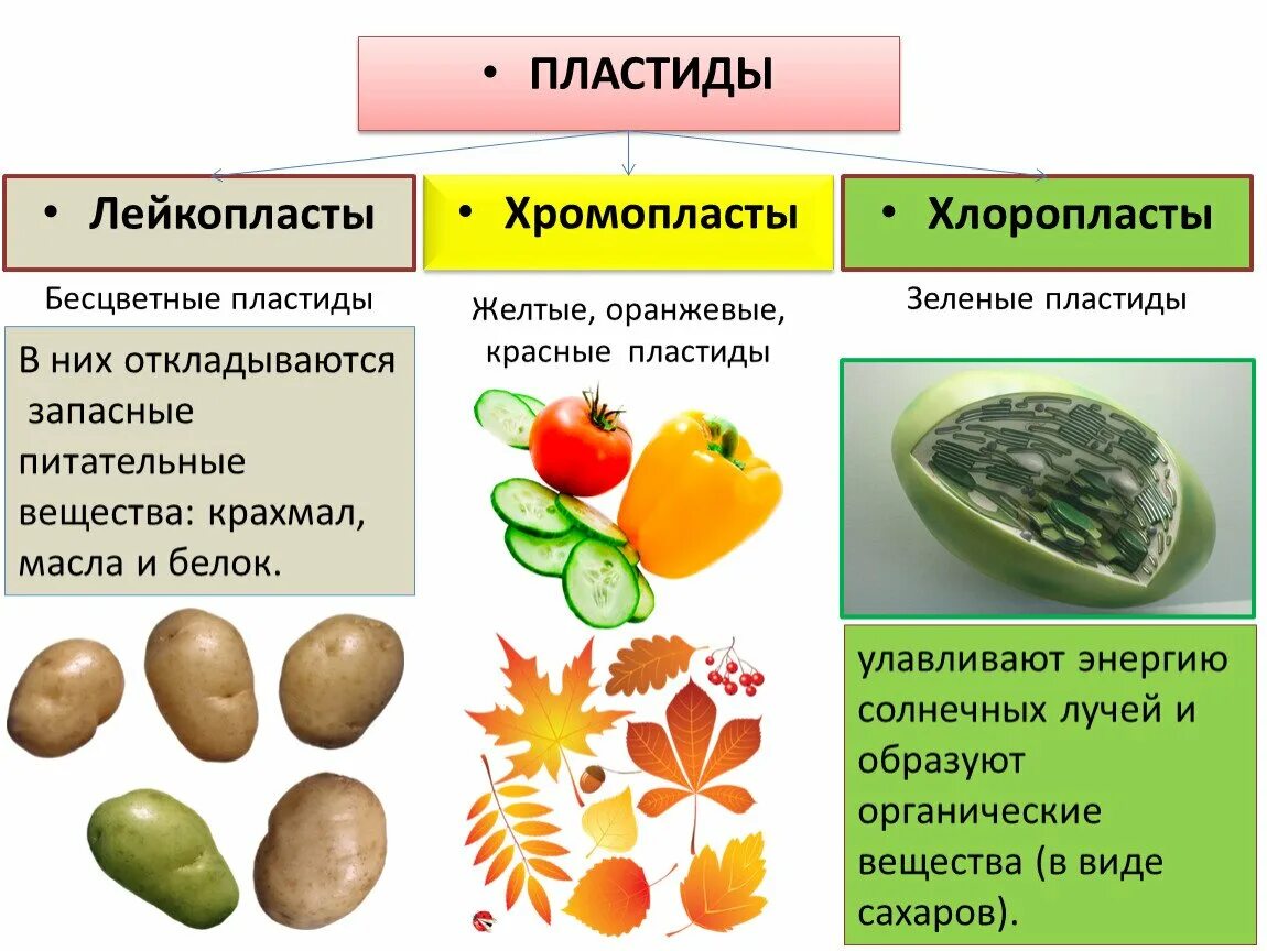 Пластиды хлоропласт хромопласт лейкопласт. Хлоропласты хромопласты лейкопласты. Пластиды хлоропласты лейкопласты хлоропласты. Стрьенре растительное коетки хромопласты. Пластиды хлоропласты хромопласты лейкопласты строение.