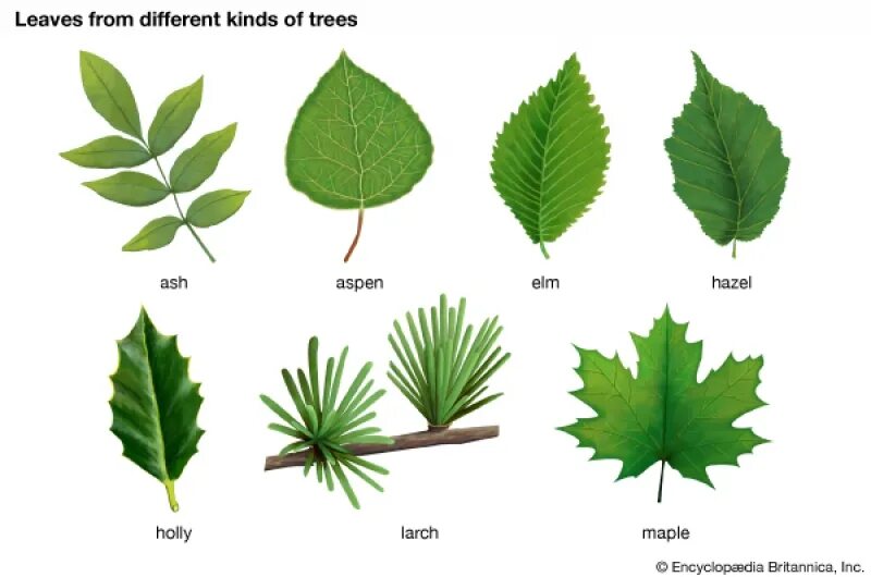 Leaf Types. Лист дерева на английском. Types of leaves. Different Types of leaves. Kinds of trees