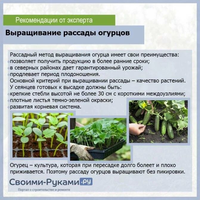 Когда садить семена огурцов на рассаду. Агротехника огурца в защищенном грунте. Высадка рассады огурец в защищенном грунте. Возделывание огурца в защищенном грунте. Этапы развития рассады огурцов.