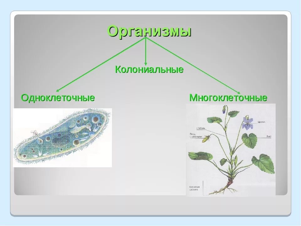 Грибы бывают одноклеточными и многоклеточными эти организмы. Одноклеточные многоклеточные и колониальные. Растения одноклеточные колониальные и многоклеточные. Одноклеточные организмы и многоклеточные организмы. Одноклеточные колониальные и многоклеточные организмы.