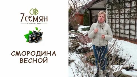 Зарубина сад