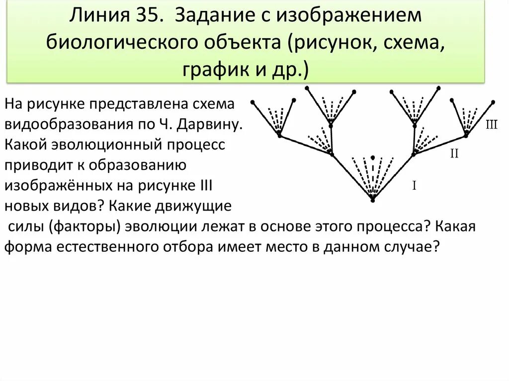 Какой процесс изображен на рисунке эволюция. Процесс видообразования по дарвину. схема видообразования по дарвину. эволюционный процесс схема. задания с рисунками по биологии егэ.