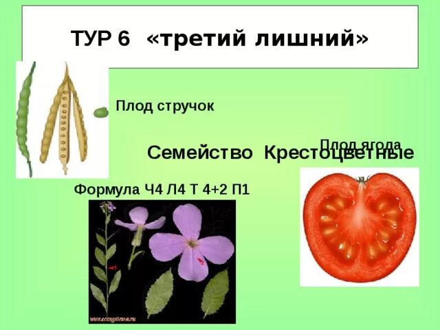 Розоцветные плод стручок. Семейство крестоцветные плод стручок. Формула цветка семейства крестоцветные. Формула плод стручок. Плод стручок примеры растений.