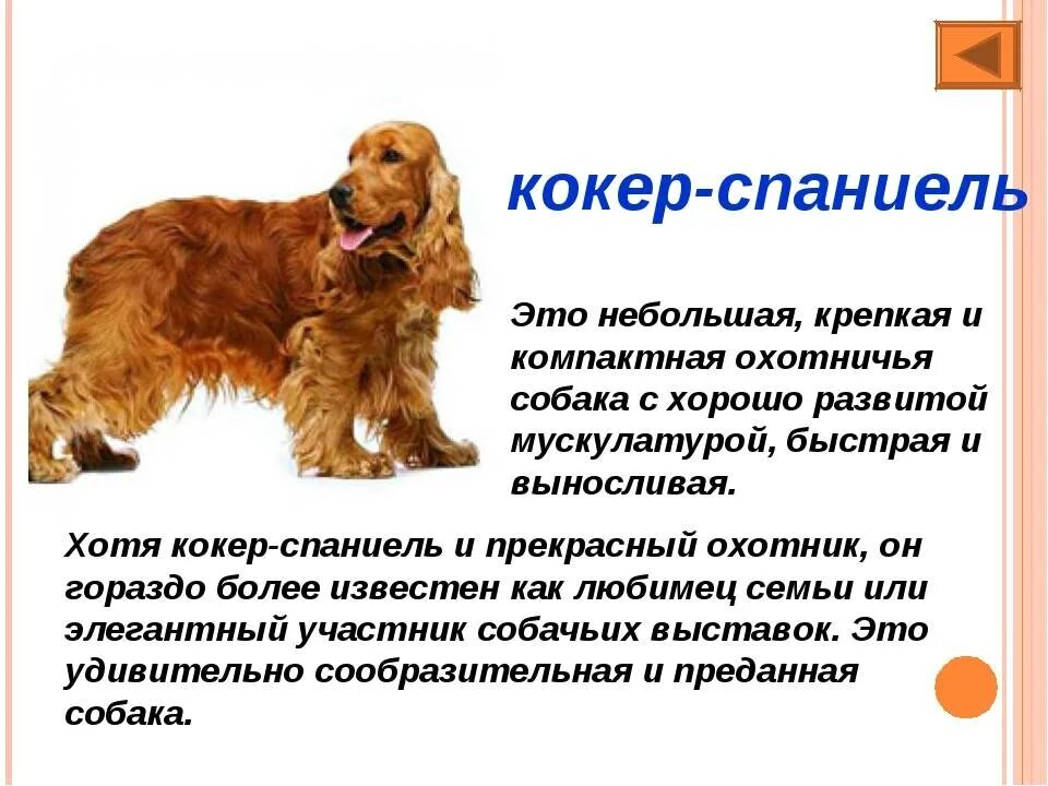 Содержание спаниеля. Параметры кокер спаниеля английского. кокер спаниель стандарт породы. кокер спаниель служебная собака. английский кокер спаниель характер.