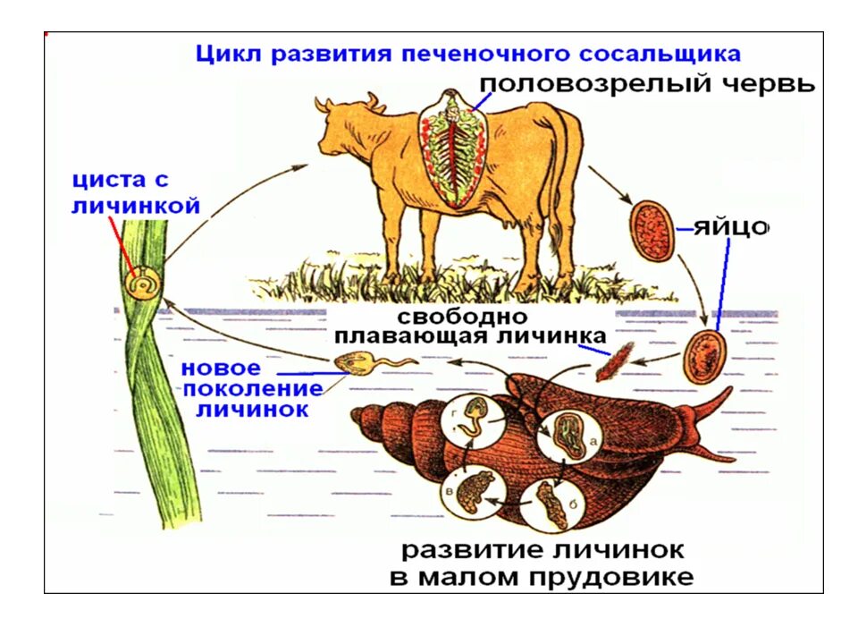 Определите тип развития животных печеночный сосальщик. Жизненный цикл печеночного сосальщика. Схема жизненного цикла печеночного сосальщика. Цикл развития печеночного сосальщика схема. Печёночный сосальщик цикл развития с человеком.