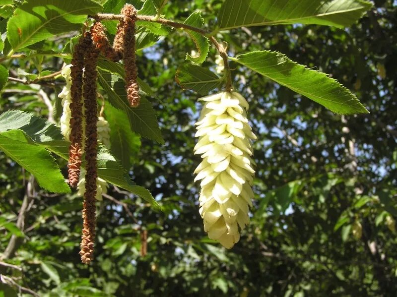 Betula alleghaniensis. какое дерево семейства березовых. березовые семейство растений. сережки орешника. какое дерево семейства березовых.