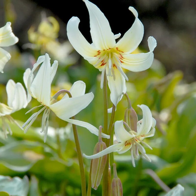 Эритрониум. Кандык (Erythronium) White Beauty. Эритрониум цветок Уайт Бьюти. Эритрониум калифорнийский. Эритрониум Rev. White Beauty.