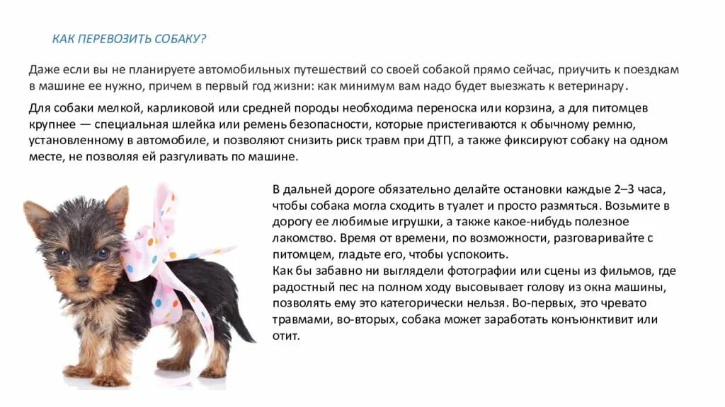 Как надо давать собаку. Сообщение про собаку Йорка. Доклад о собаке Йоркширский терьер. Йоркширский терьер краткое описание. Рассказ про Йорка.