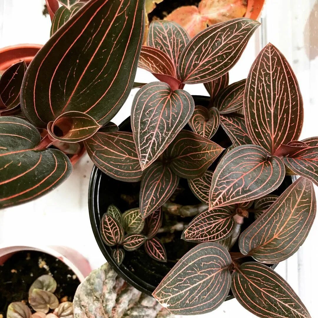 Драгоценная орхидея лудизия описание и фото Орхидея лудизия: выращивание и уход в домашних условиях (100 фото)