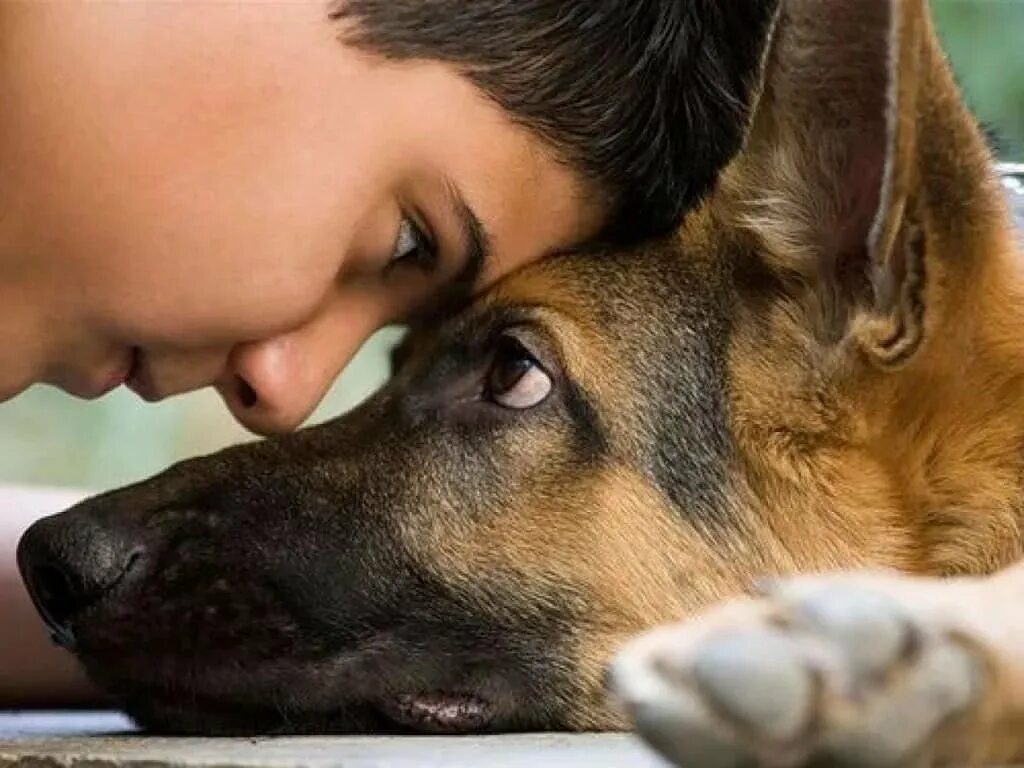 Собака помогает человеку. Человеку 6 собаки. Толстые собаки. Человеку 6 собаки. Люди и животные.