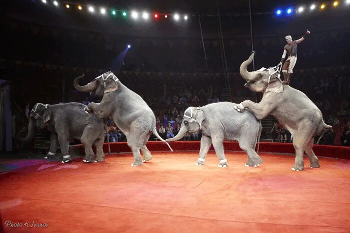 династия корниловых цирк. алексей дементьев корнилов. слоны корниловых. династия корниловых слоны. династия корниловых цирк.