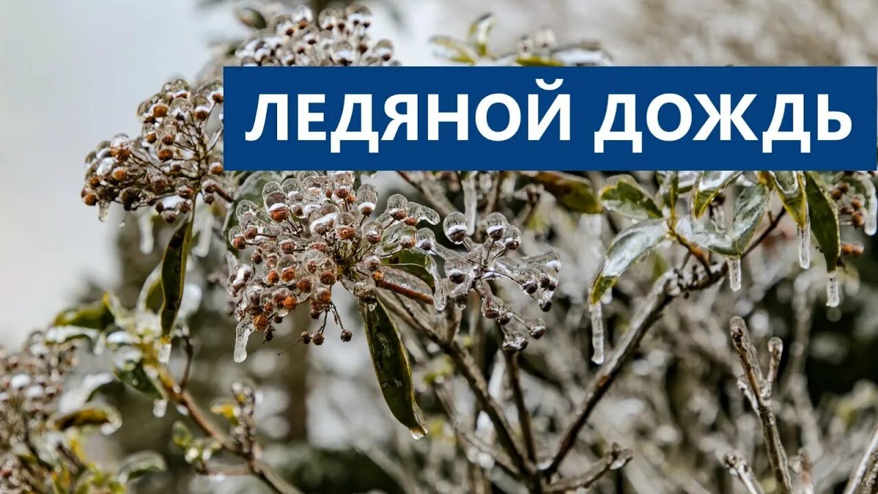 Идет ледяной дождь. Розы ледяной дождь.