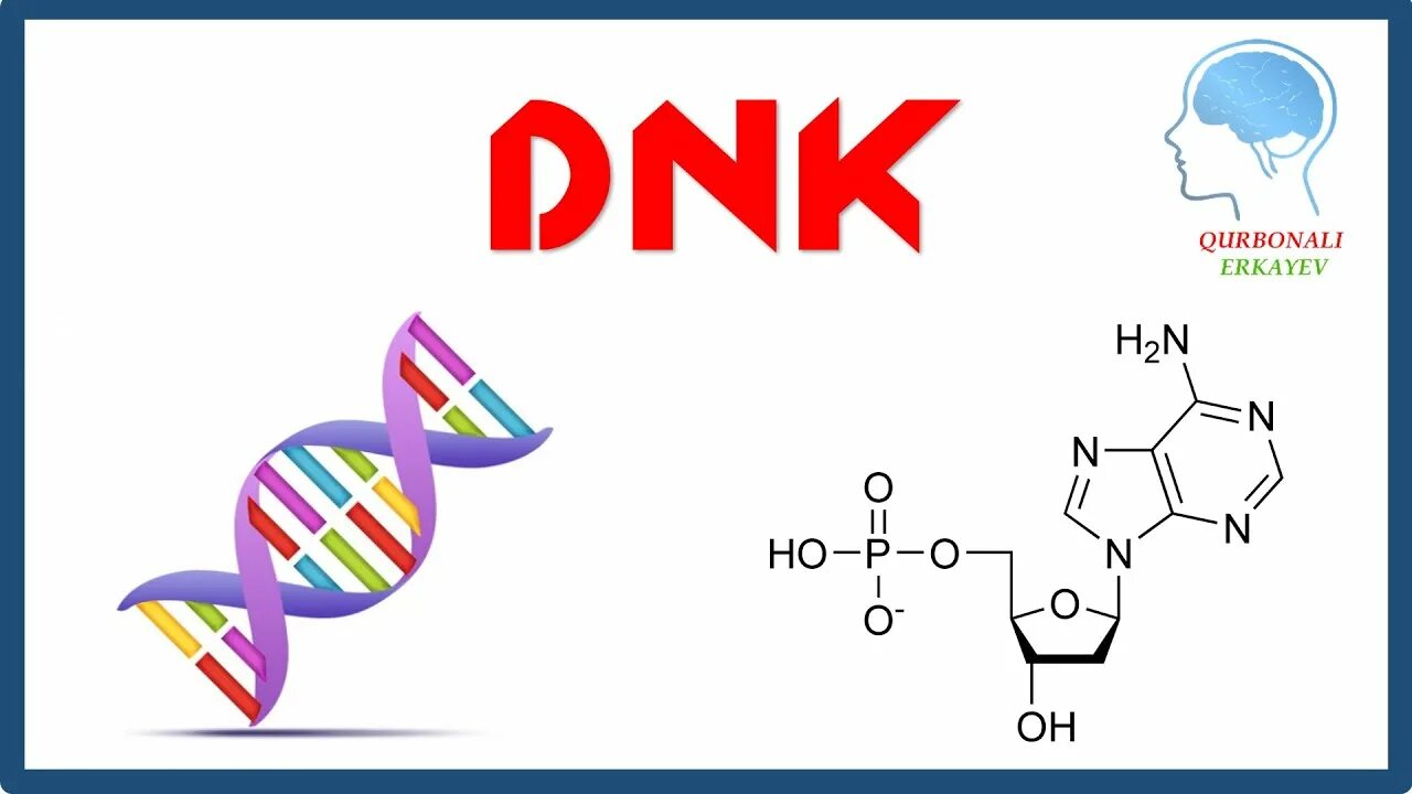 Днк 11 03 2024. ДНК тузилиши. Нуклеин кислоталары ДНК РНК. Nuklein кислота. ДНК хакида маълумот.