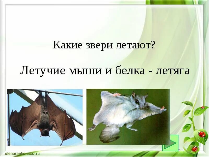 Какое животное летает но не птица