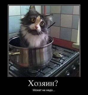 Она хозяин чего