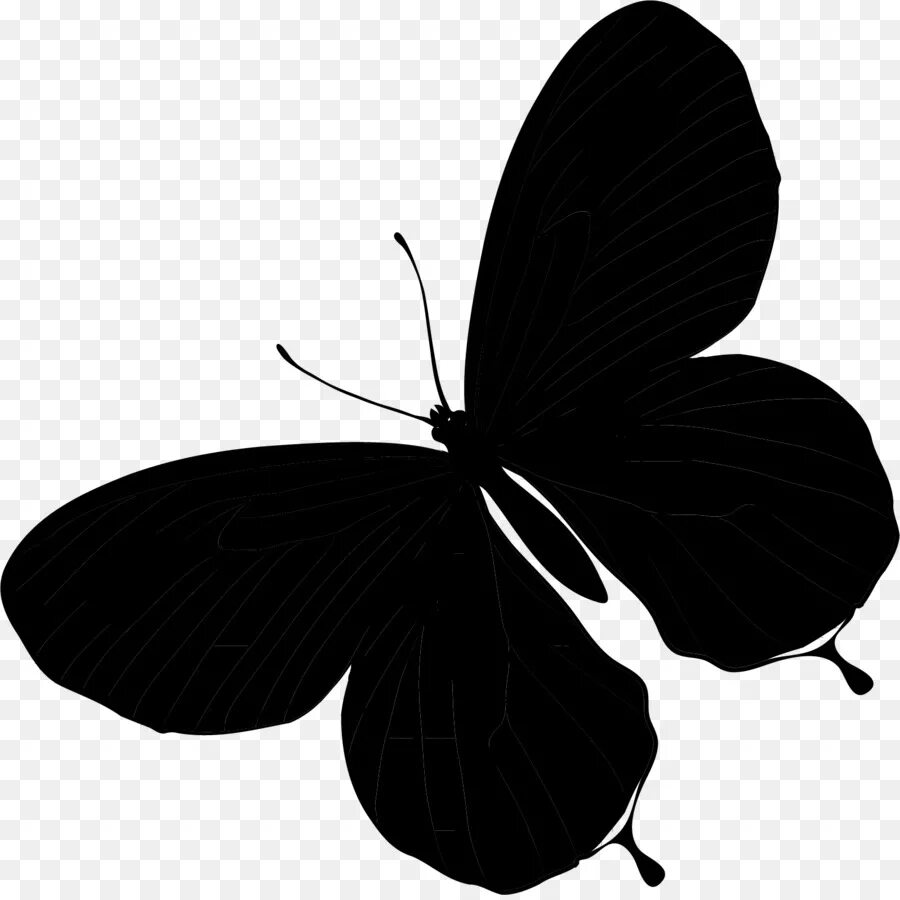 Бабочка черный глянец. Силуэт бабочки. Бабочка черная. Бабочка черно белая. Черные бабочки на белом фоне.
