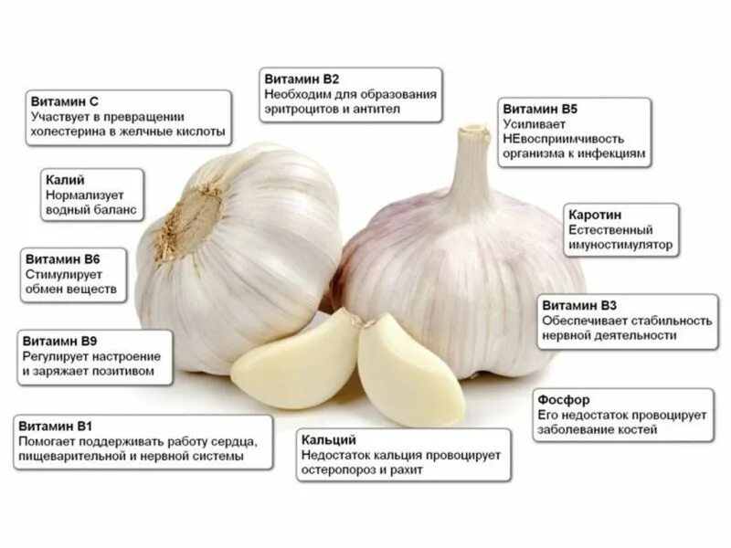 Чем полезен чеснок. Полезные свойства чеснока. Чем полезен чеснок для организма. Полезен чеснок для.организма.