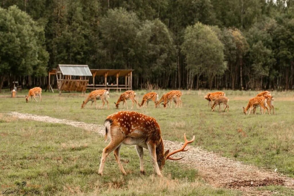 оленья ферма рыбная слобода. ферма оленей рыбная слобода. оленья ферма татарстан рыбная слобода. оленья ферма татарстан рыбная слобода. ферма оленей рыбная слобода.