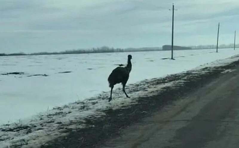 Птицы вдоль дорог. Страус бежит. Страус бежит по дороге. Снежные Страусы. Птица которая бегает по дороге.