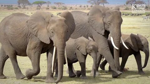 Wildlife work