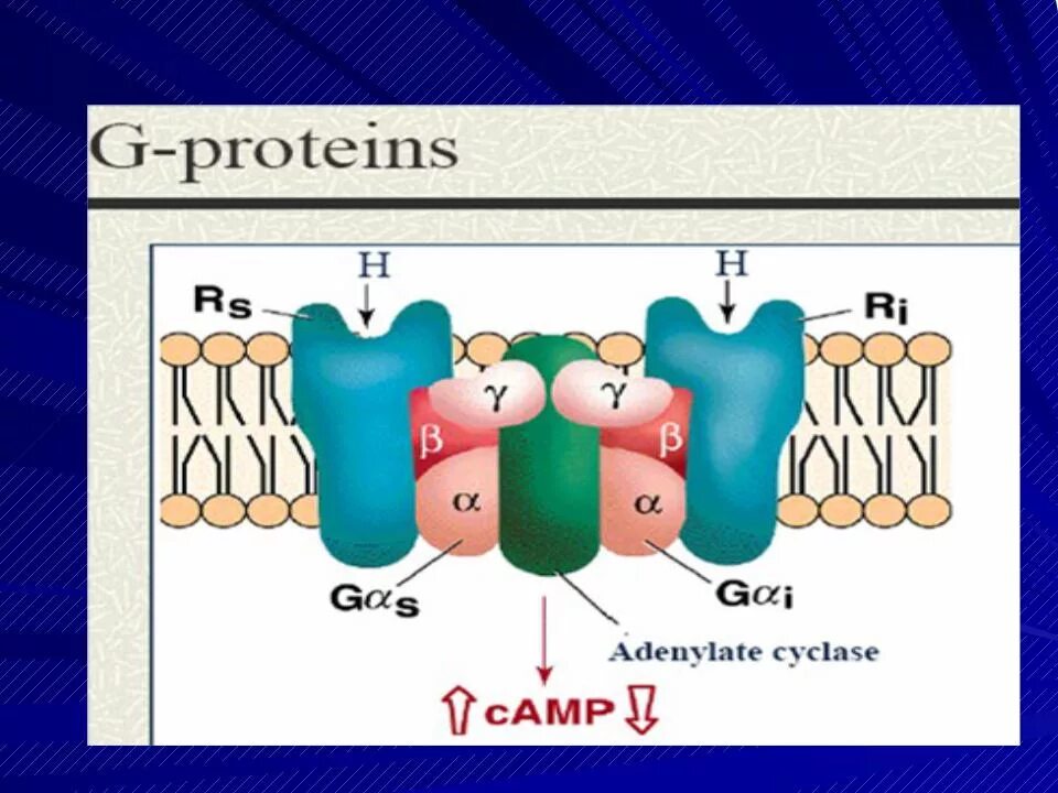 Строение g-белков. Структура g белка. G белки строение. Строение g белка.