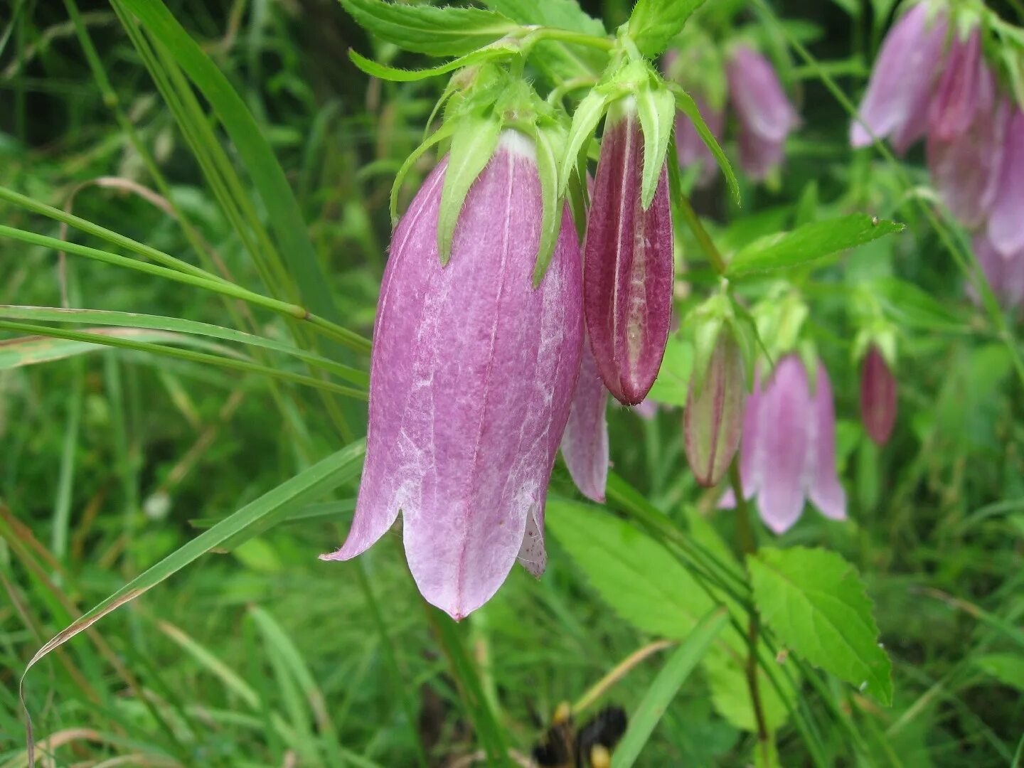 Колокольчик поникший. Колокольчик точечный "Purple Sensation" (Campanula punctata). Колокольчик крапчатый. Колокольчик точечный Сильвер Беллс. Колокольчик Лесной.