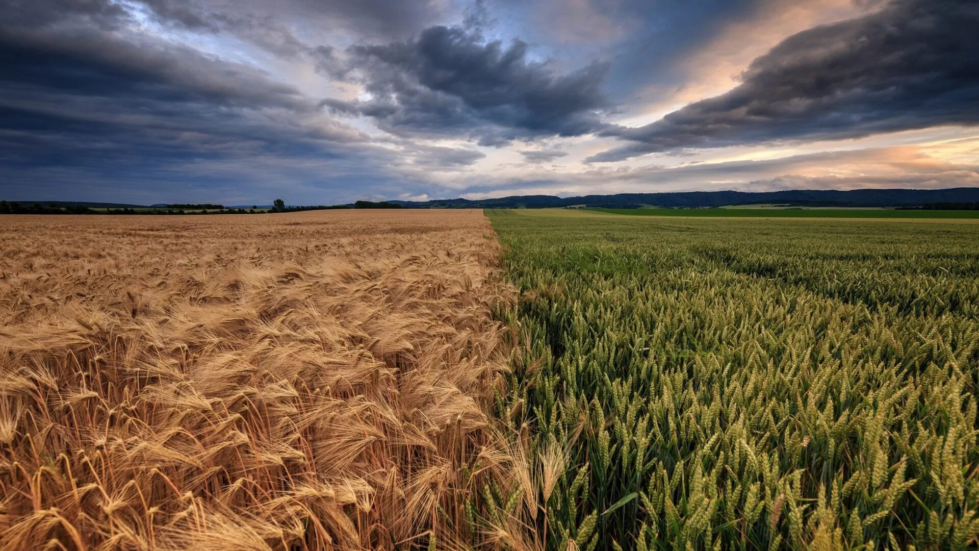 рожь татарстана. рожь посевная поле. колос озимой пшеницы. жита 2. жита 2.