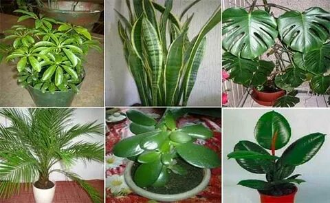 Жалаңаш аққұба есектер ит стилі