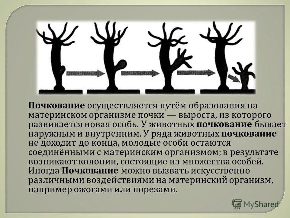 почкование пресноводной гидры. размножение гидры почкование. размножение гидры, почкование гидры. путь почкования. почкование бесполое размножение.