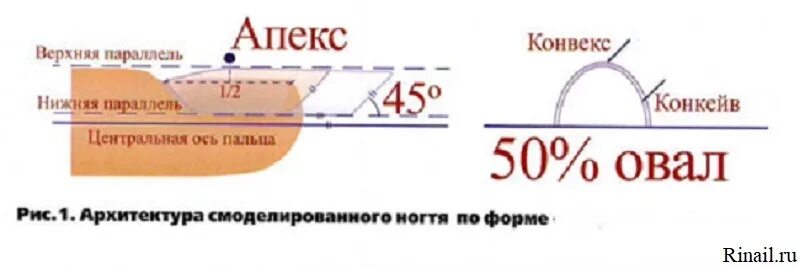 Правильная форма архитектуры ногтя. Правильная архитектура нарощенного ногтя. Ногтевой Апекс. Постановка формы для наращивания. Курс апекса