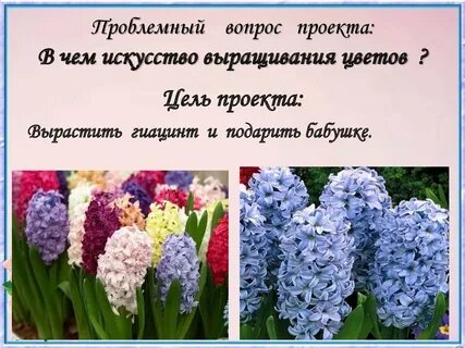 Гиацинт характеристики