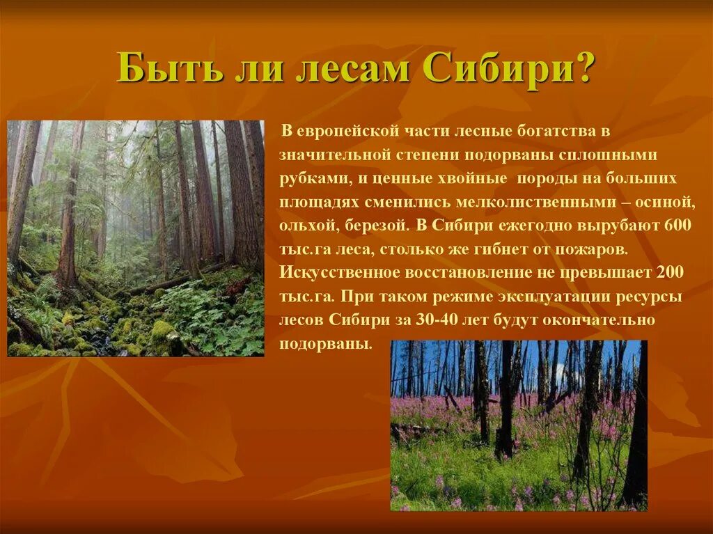 Ли леса. Богатство лесов Сибири. Характеристика лесов Сибири. Части леса. Экологические проблемы Южной части Лесной зоны.