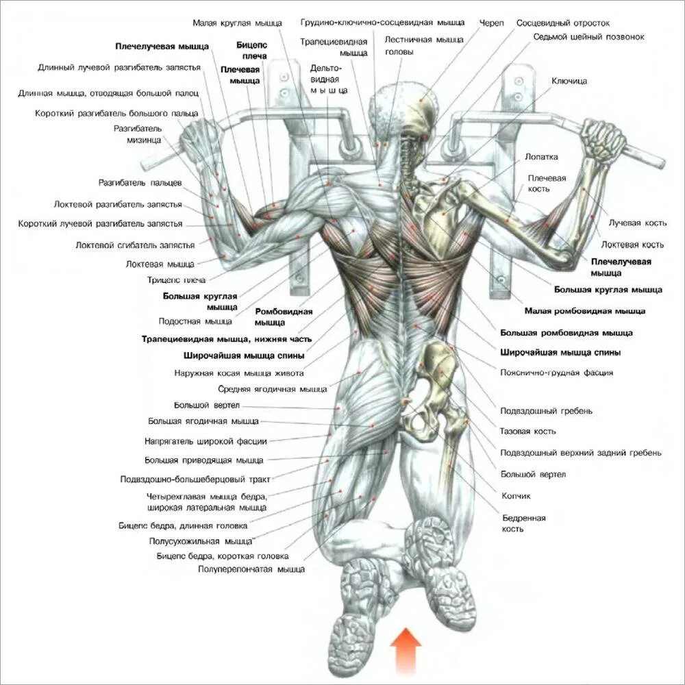 Подтягивания широким какие мышцы работают. Подтягивания схема мышц. Схема подтягиваний на турнике. Подтягивания широким хватом схема. Схема мышц при подтягивании.