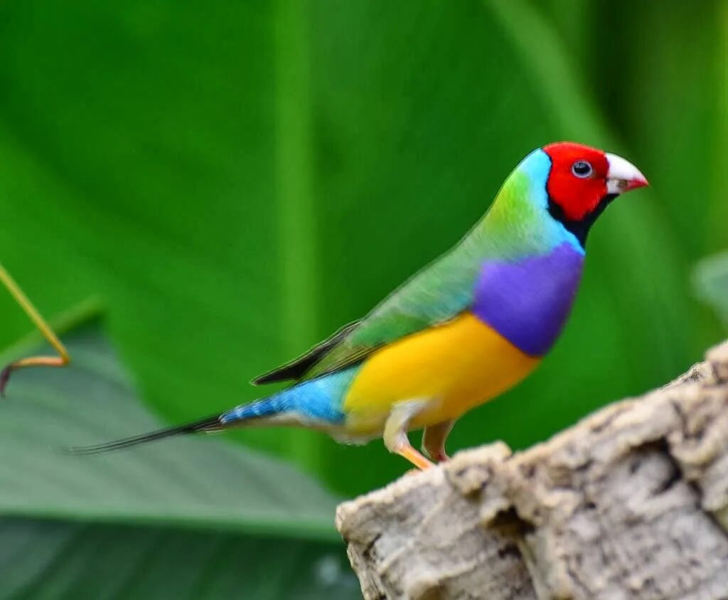 Fin h. Gouldian finch птица. амадины гульда. амадин попугай попугай. lady gouldian finch.