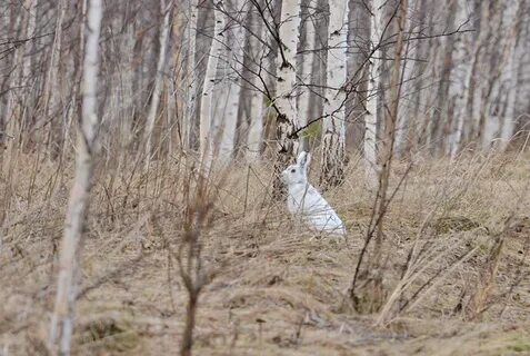 Заяц поздней осенью
