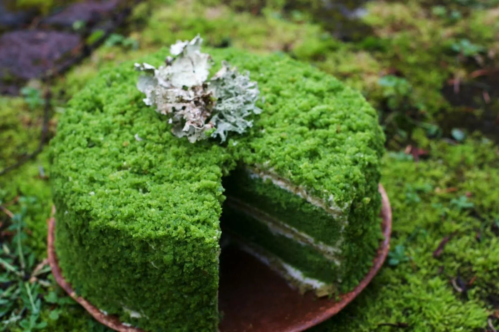 Земля мох что делать. Мох ягель зеленый Лесной. Бисквитный мох для декора торта. Мох ягель изумруд. Торт Лесной мох.
