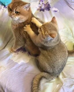 Кот делает предложение