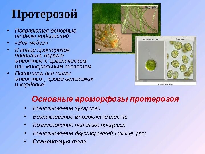 Ароморфоз фотосинтез. Ароморфозы многоклеточных водорослей. Основные отделы водорослей. Ароморфозы многоклеточных животных. Ароморфозы криптозоя.